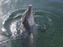 dolphin