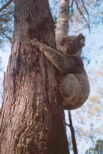 koala