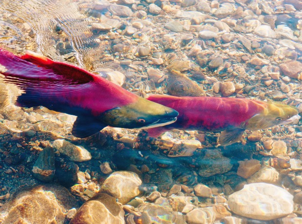 sockeye