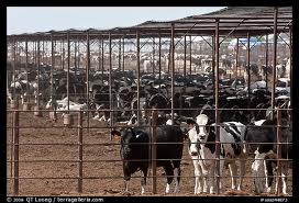 Arizona Livestock