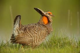 attwater prairie chicken