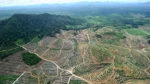 palm oil plantations