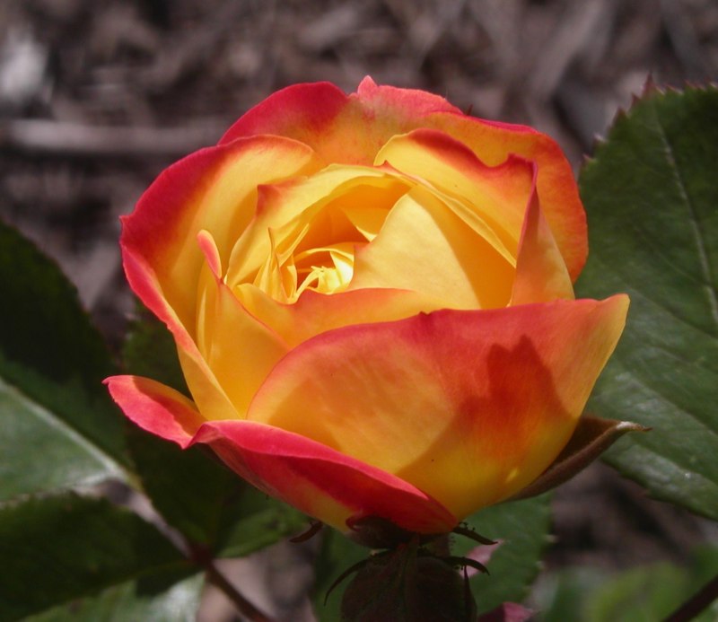 Slideshow image