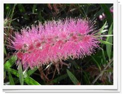 Native Flowers