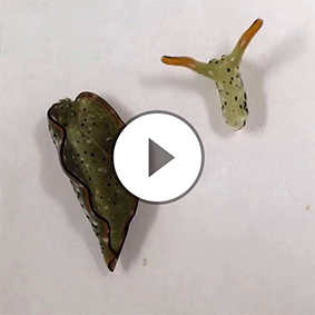 See a detached sea slug head regrow a new body | Science News