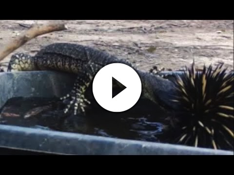 Goanna attacks swimming echidna