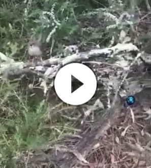 superb fairy wrens performing rodent-run distraction displays