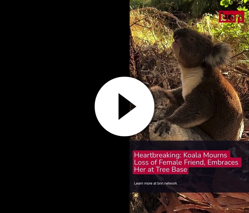 Heartbreaking: Koala Mourns Loss of Female Friend, Embraces Her at Tree Base #shorts