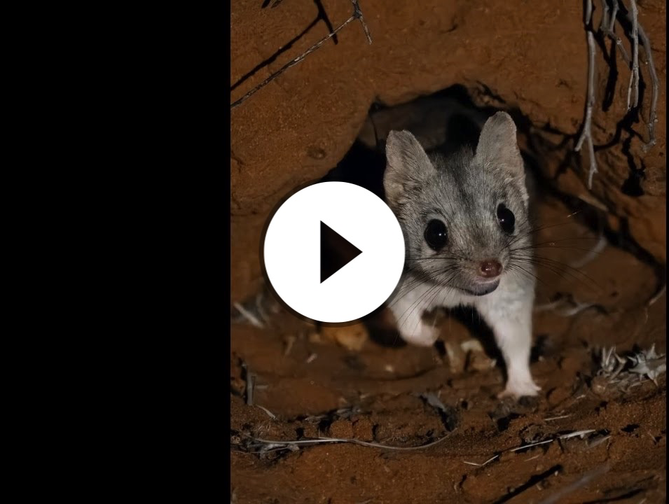 Have you heard of the Kowari?