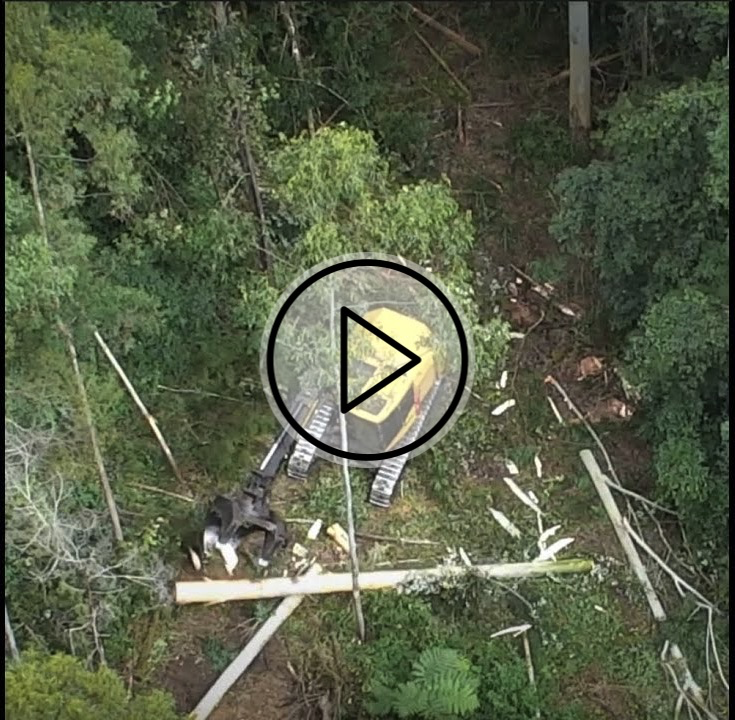 REVEALED: Koala habitat is being logged in NSW right now