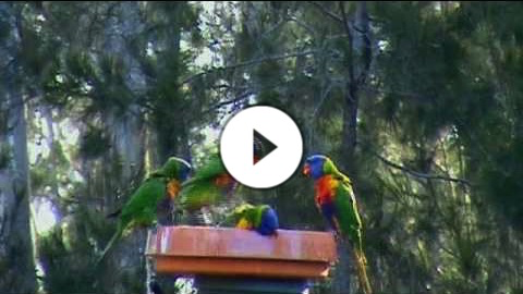 Australian Wildlife: Rainbow Lorikeets Bathing