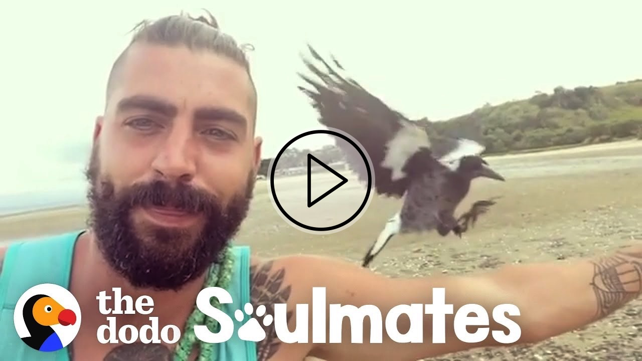 Baby Magpie Falls In Love With His Rescuer's Cat | The Dodo Soulmates