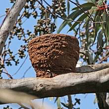 chough nest
