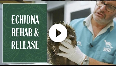 Echidna Rehab and Release at Taronga Wildlife Hospital
