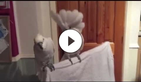 Cockatoo dances to Elvis original