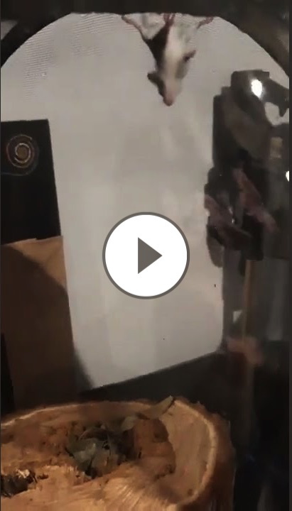 Feathertail Glider Rescue.