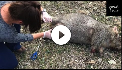 Wombat Master Class - how to check and cut a pouch