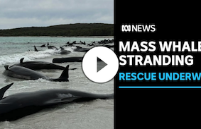 Mass pilot whale stranding in Western Australia | ABC News