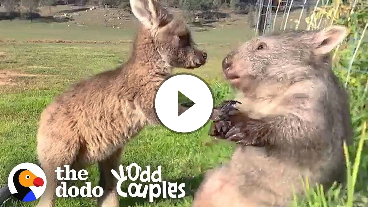 Wombat And Kangaroo Are Obsessed With Each Other | The Dodo Odd Couples