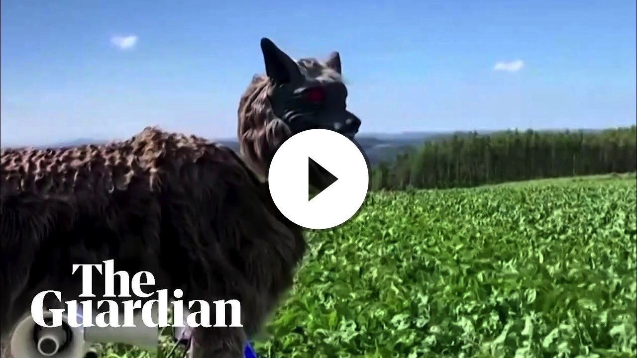 Japanese town deploys robot wolves to ward off bear attacks