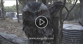 Tawny Frogmouth Calls for Food