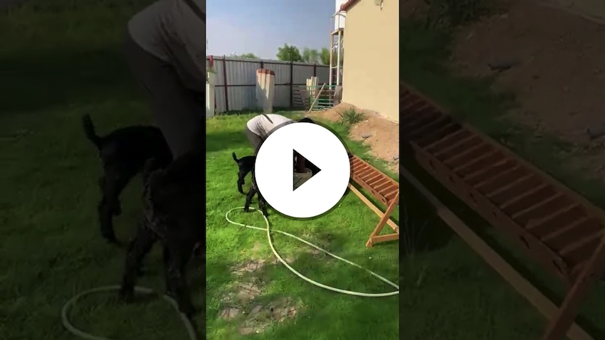 Cool way to feed 20 baby goats at the same time 🐐 🍼