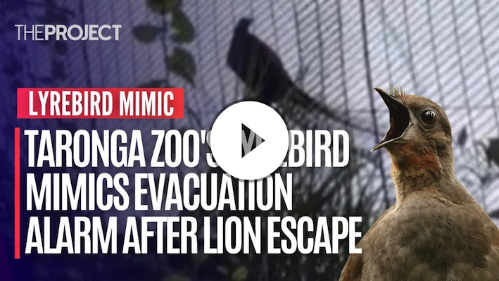 Taronga Zoo's Lyrebird Mimics Evacuation Alarm After Lion Escape