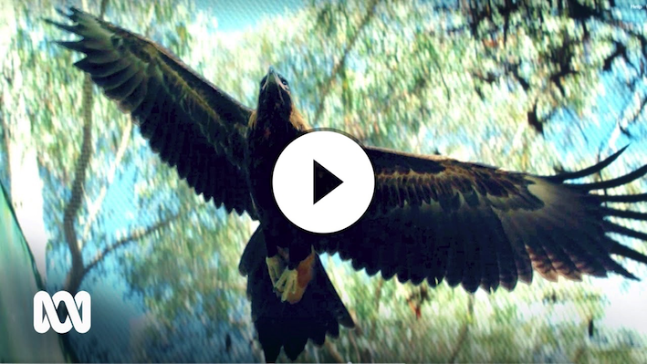 Eagles soar free at Australia’s largest raptor rehab 🦅 | ABC Australia