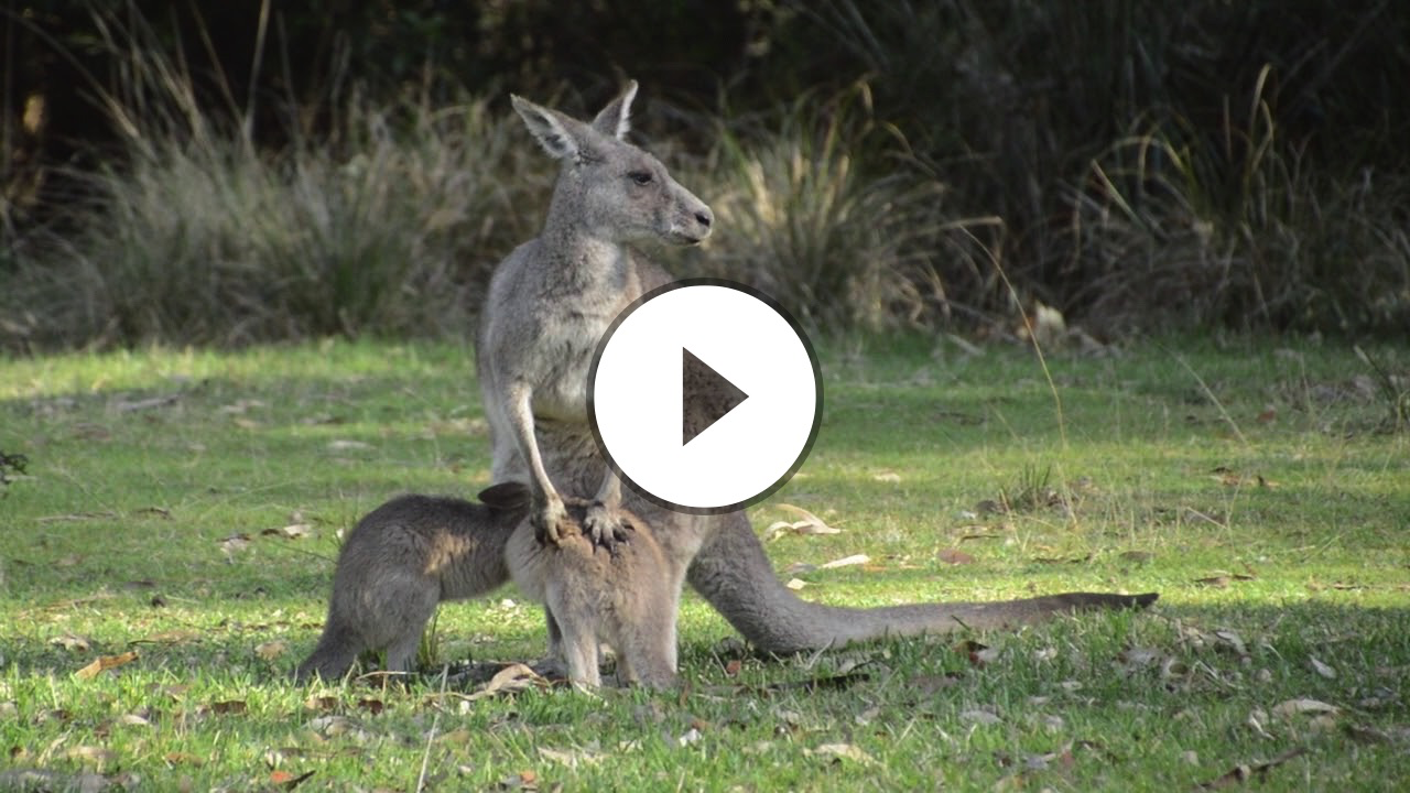 Kangaroo Twin Joeys