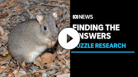 WA wildlife put to the test in unique research | ABC News