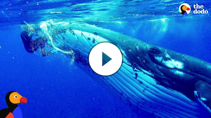 Whale Protects Diver From Shark | The Dodo