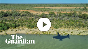Counting birds from the air in the 2021 eastern Australia waterbird survey