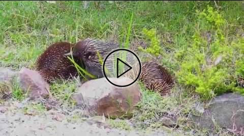 Australian Wildlife: Echidna Train