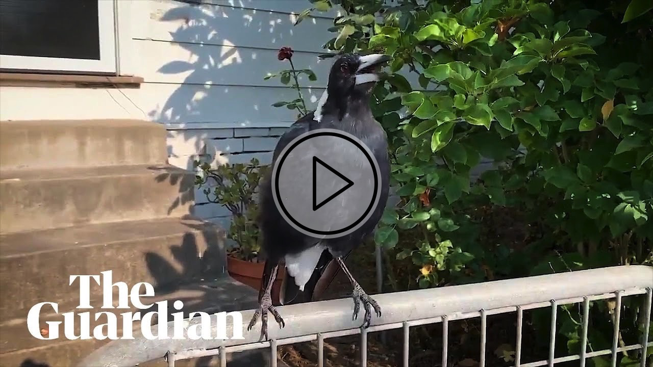 Australian magpie mimics emergency siren during NSW bushfires