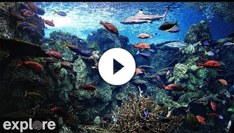 Tropical Reef Camera powered by EXPLORE.org