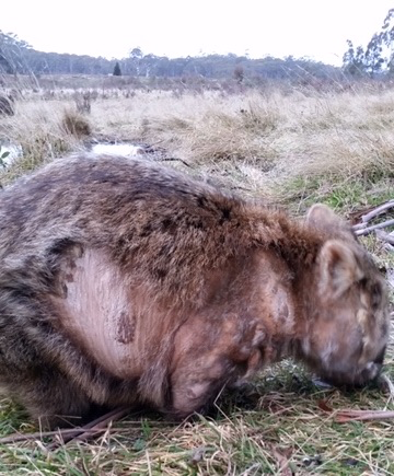 wombat with mange