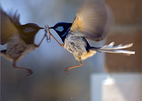 superb fairy wren