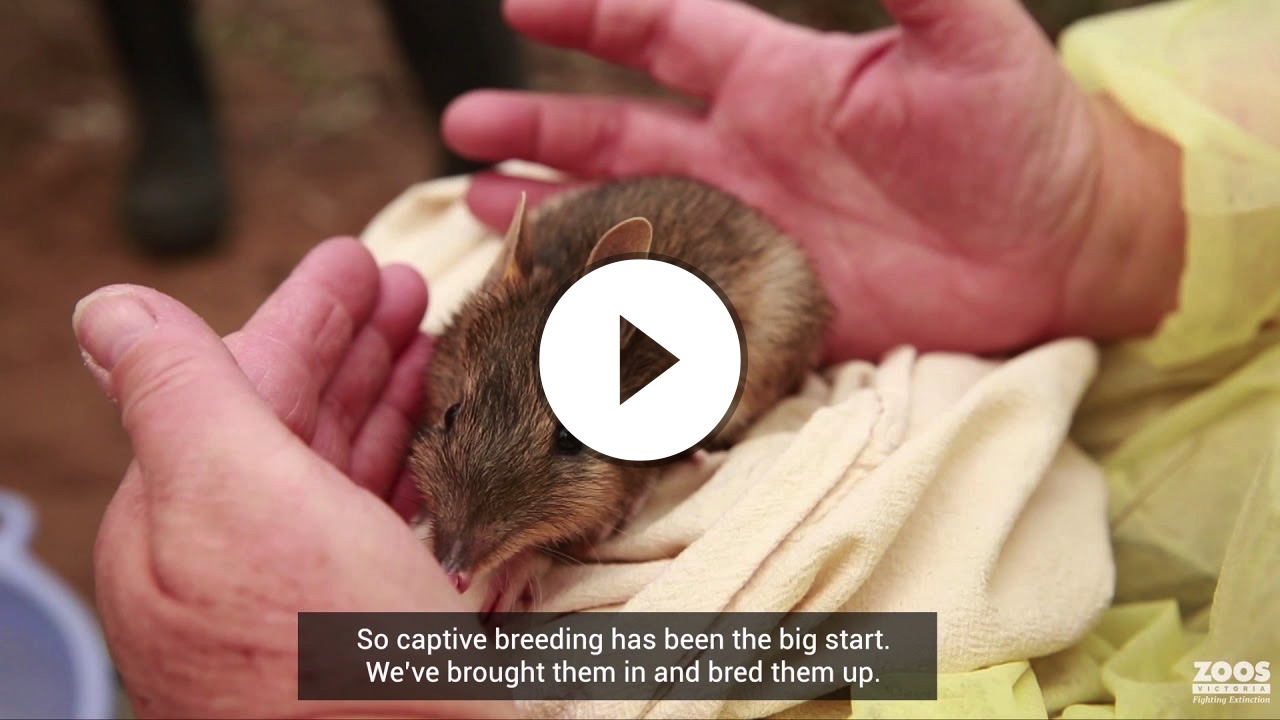 How dogs and sheep are saving bandicoots from extinction