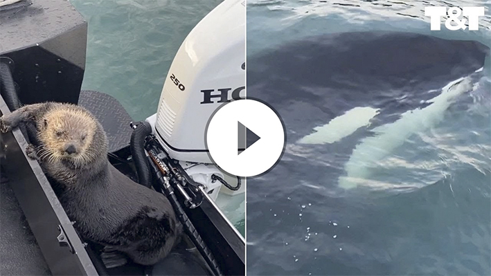 Otter Jumps Onto Boat Escaping Orca With Seconds To Spare