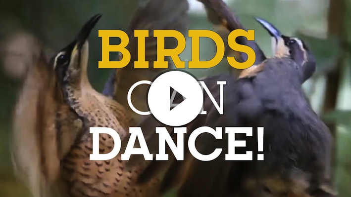 BIRDS can DANCE!