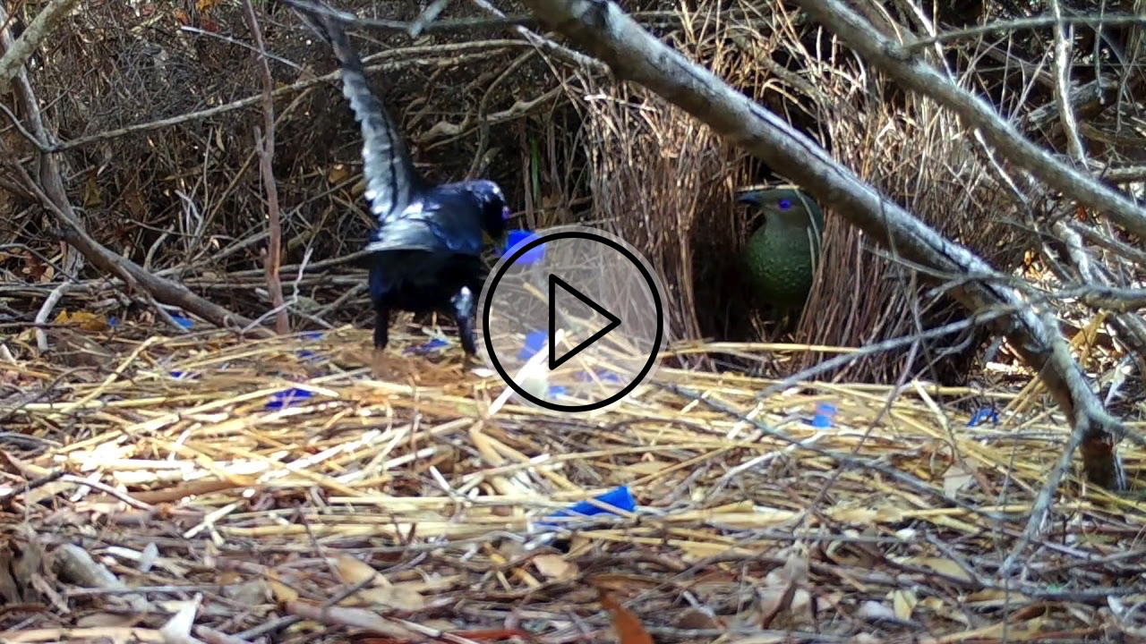 Australian Wildlife: Dancing Bowerbird