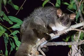 greater glider