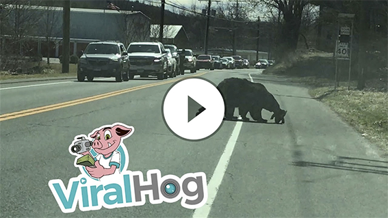 Momma Bear Struggles with Cubs || ViralHog