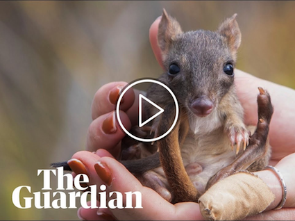 Critically endangered bettongs thrive in South Australia reserve after local extinction