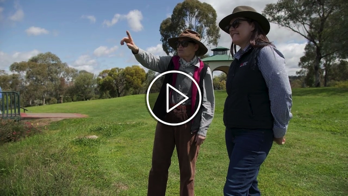 What has happened to the koalas around Gunnedah?