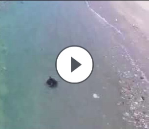 Paddy's release to the wild