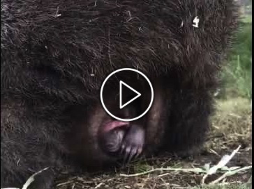 Valencia and her joey