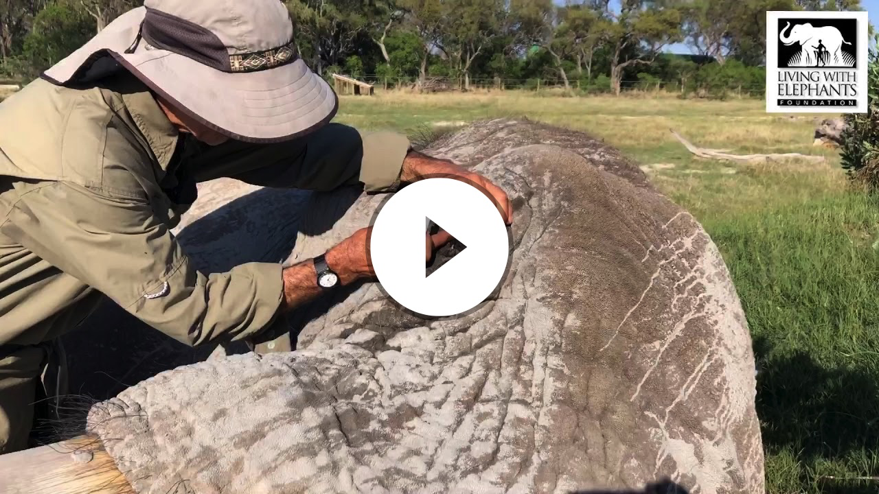 Treating Jabu's eye | Living With Elephants - Botswana elephant rescue, research & education centre.