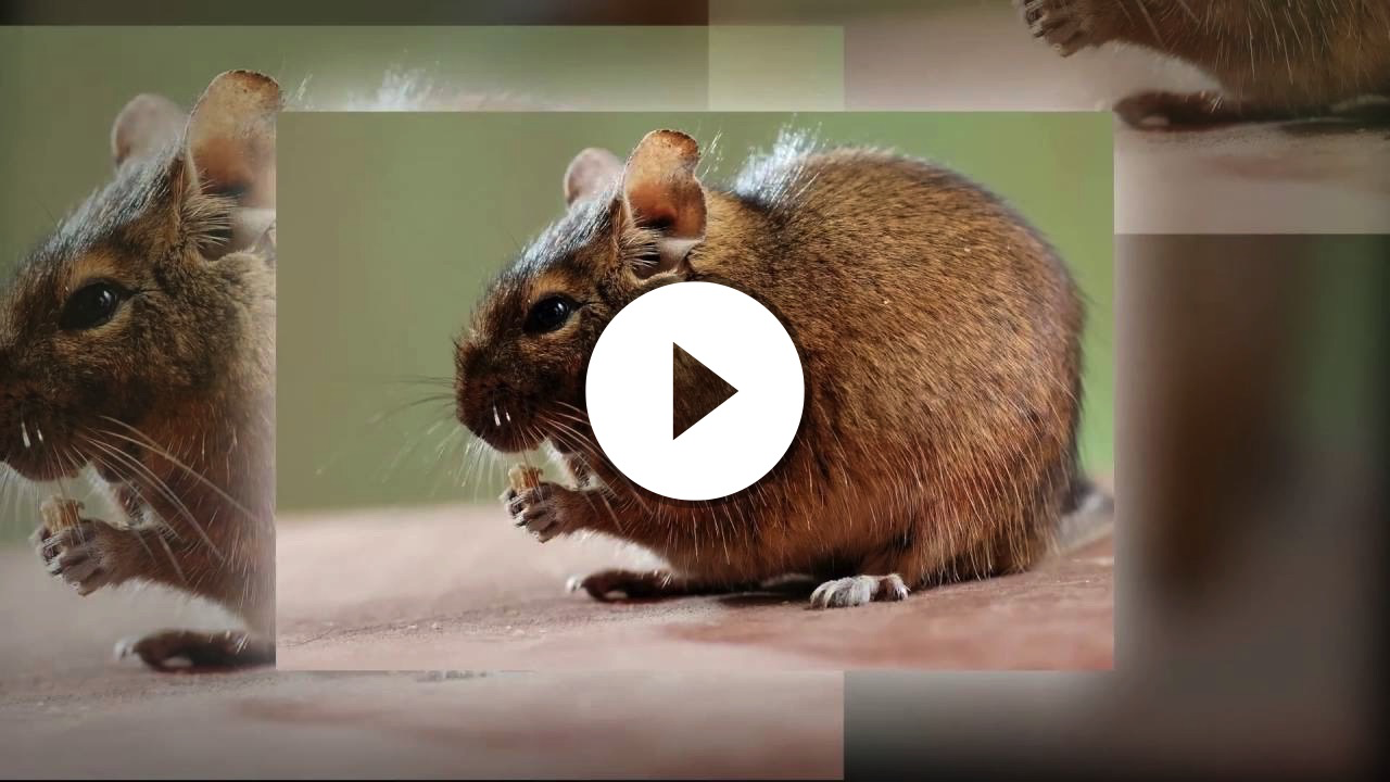 Bramble Cay Melomys Extinction Confirmed