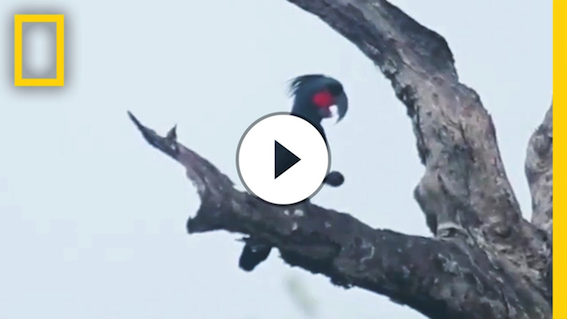 Cockatoos Become Drummers to Pick Up Chicks | National Geographic